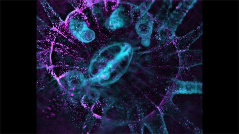 Northern Star Coral
