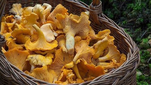 Quantifying Chanterelle Mushroom's Flavor-enhancing Qualities