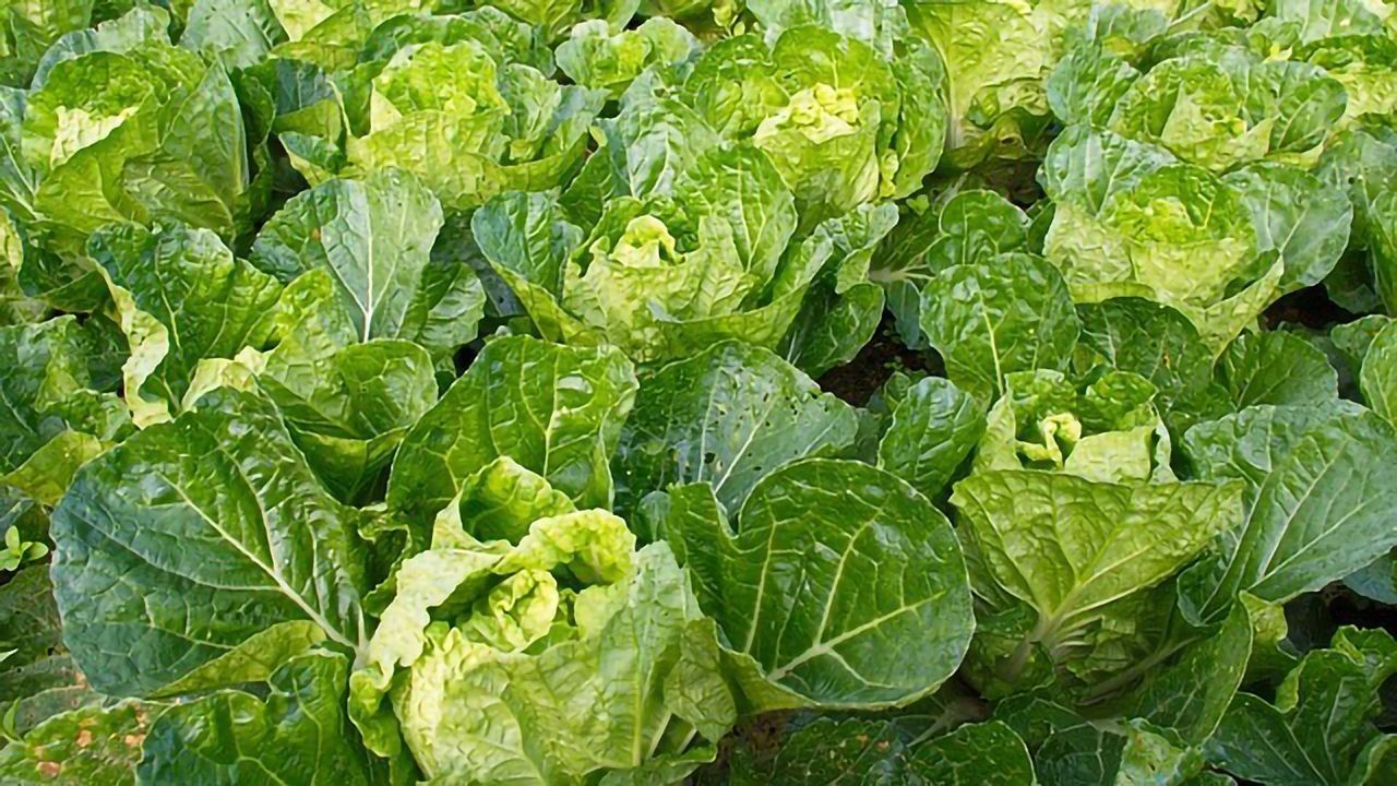 Bacteria Are Circumventing Plant Defenses To Cause Foodborne Illnesses