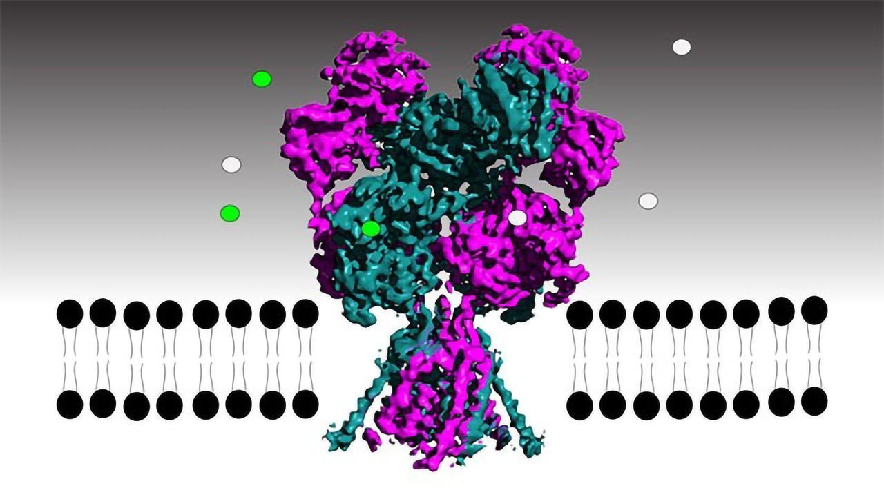 Atom-level Analysis of the NMDA Receptor Shows Neuronal Gatekeeper in Action