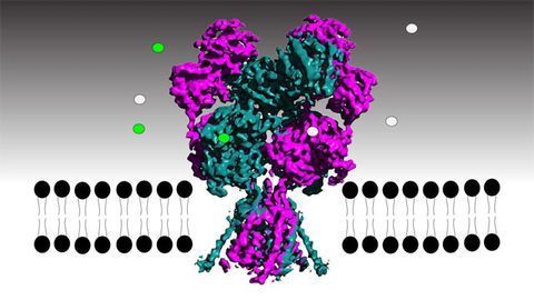 Atom-level Analysis of the NMDA Receptor Shows Neuronal Gatekeeper in Action