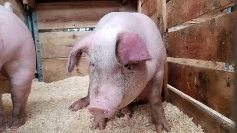 New Strain of Swine Flu Is Something We "Need To Keep Our Eye On"
