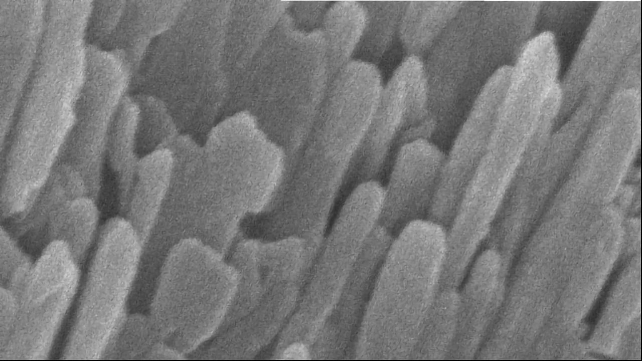 Unprecedented Details of Tooth Enamel Structure Revealed