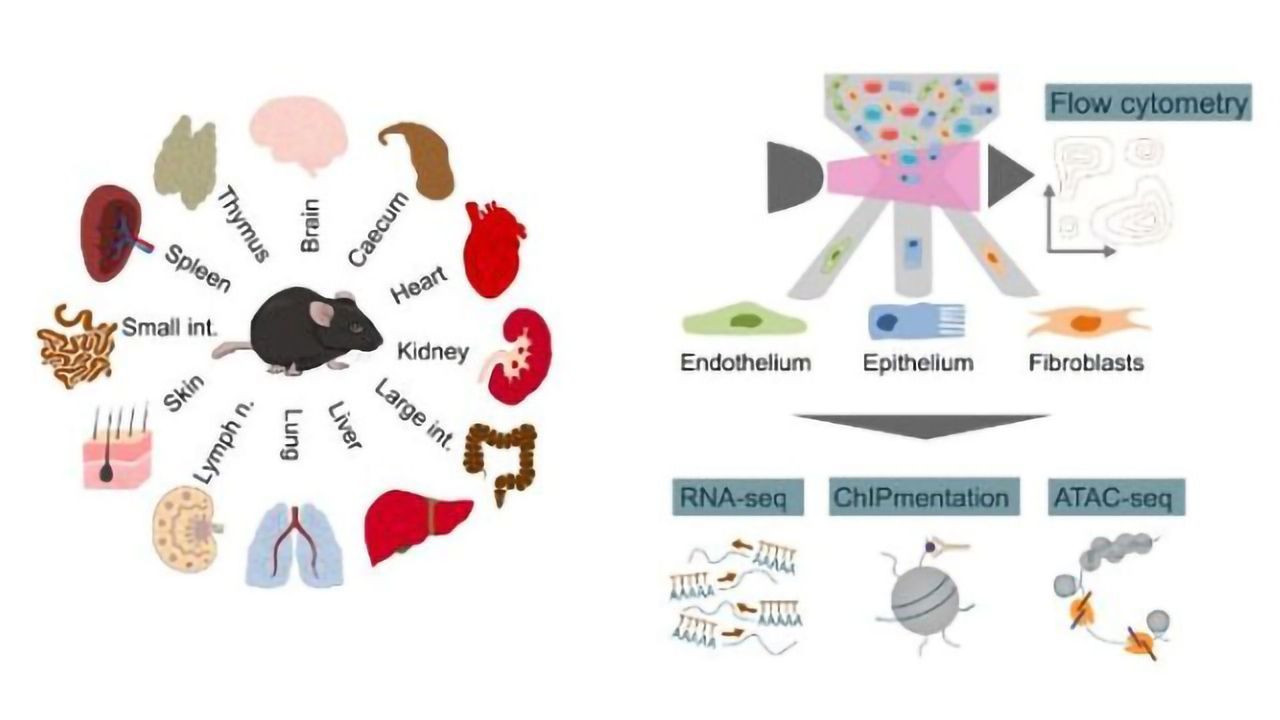 Structural Cells Multi-task To Engage in Immune Response