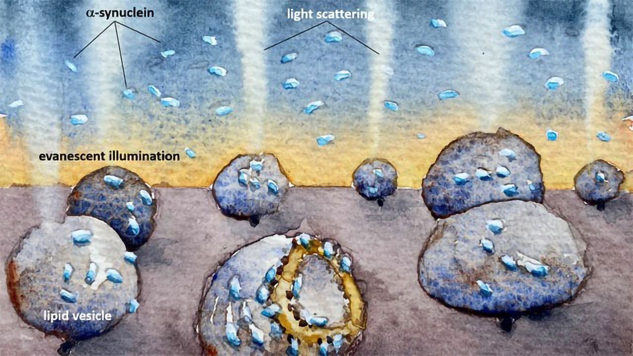 How Parkinson's Protein Destroys Cell Membranes