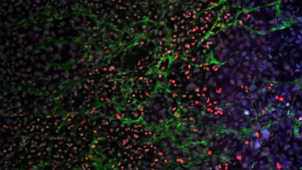 Quick and Simple Technology Enhances the Potential of Stem Cells To Differentiate Into Adult Cells