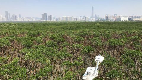Overlooked Methane Emissions Can Halve Climate Benefits of Subtropical Mangrove Wetlands