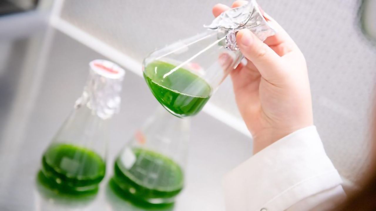Algae Are Promising "Green" Biocatalysts