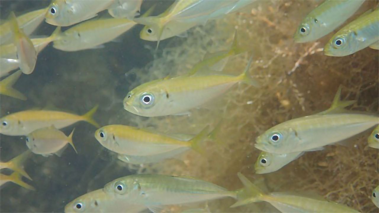Does DNA in the Water Tell Us How Many Fish Are There?