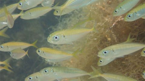 Does DNA in the Water Tell Us How Many Fish Are There?