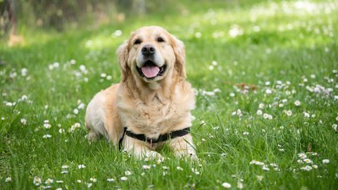 How Old Is Your Dog in Human Years? A New Method for Calculating