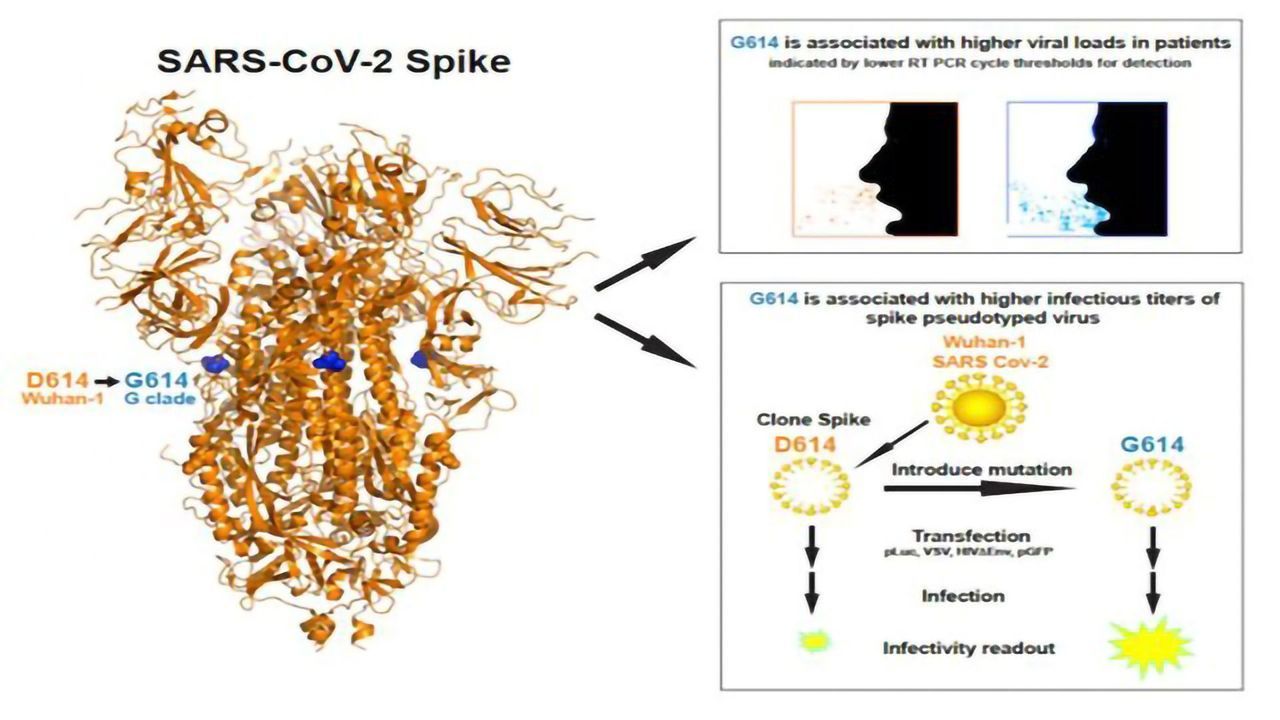 Mutated Form of SARS-CoV-2 Is Dominant, But Doesn't Make Patients Sicker, Study Says