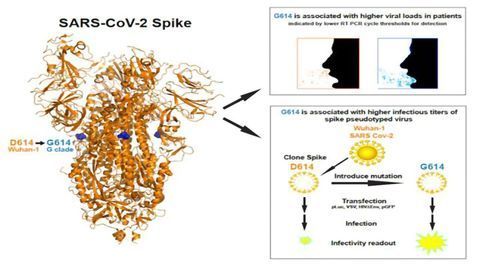 Mutated Form of SARS-CoV-2 Is Dominant, But Doesn't Make Patients Sicker, Study Says