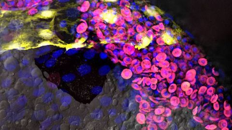 Studying Blood Cell and Vessel Development in Zebrafish