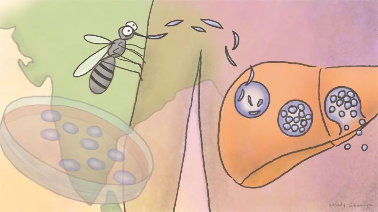 Critical Life Cycle Stage of Most Common Malaria Parasites Illuminated
