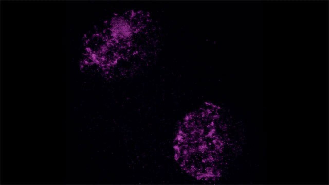 What the Embryo Can Teach Us About Cell Reprograming