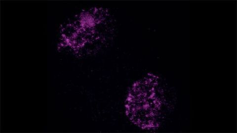 What the Embryo Can Teach Us About Cell Reprograming