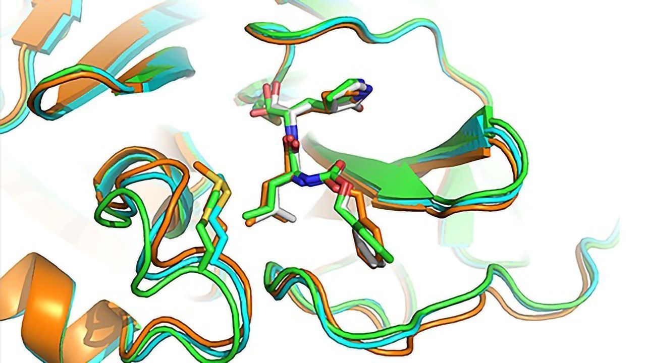 Compounds Target Key Enzyme Halting SARS-CoV-2 Replication