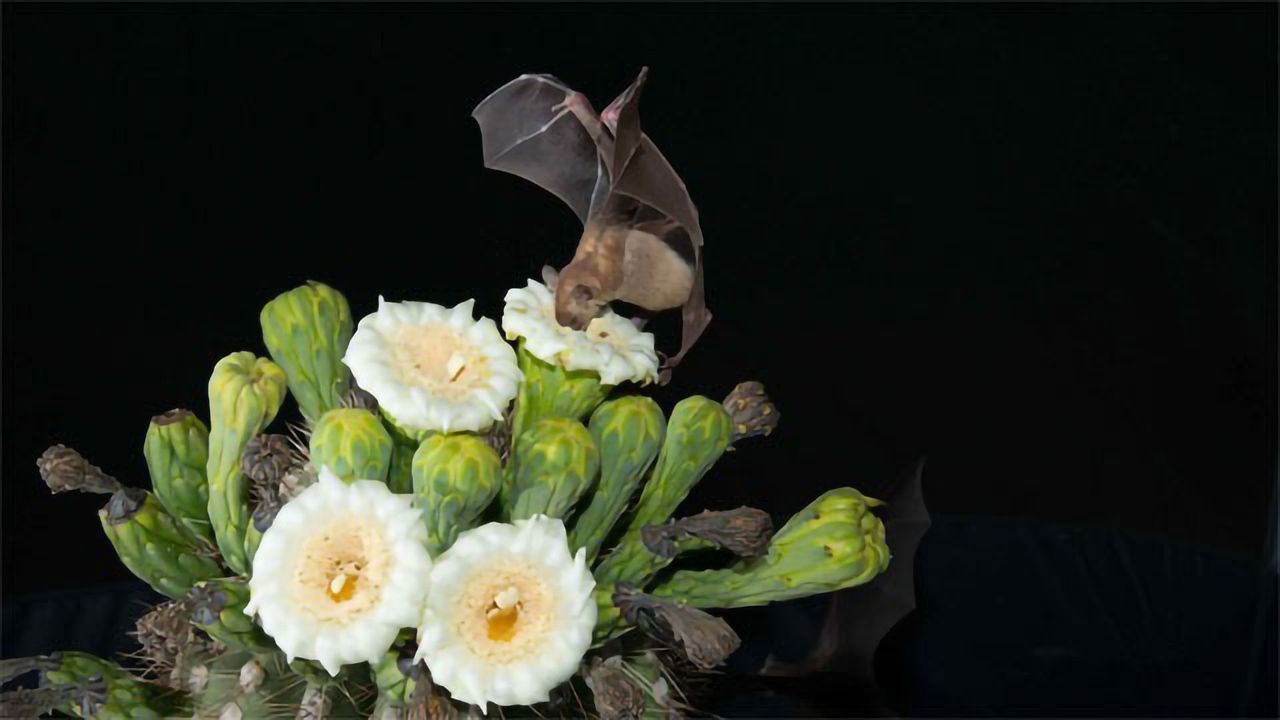 No Last Orders for the Tequila Bat