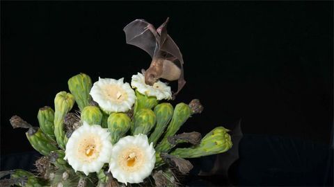 No Last Orders for the Tequila Bat