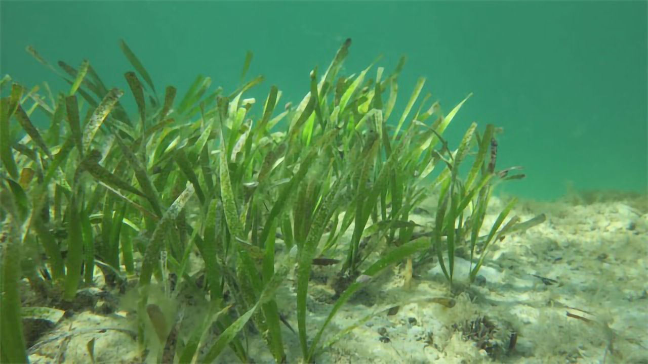 Seagrass Loss Is Causing Massive CO2 Rises