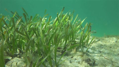 Seagrass Loss Is Causing Massive CO2 Rises