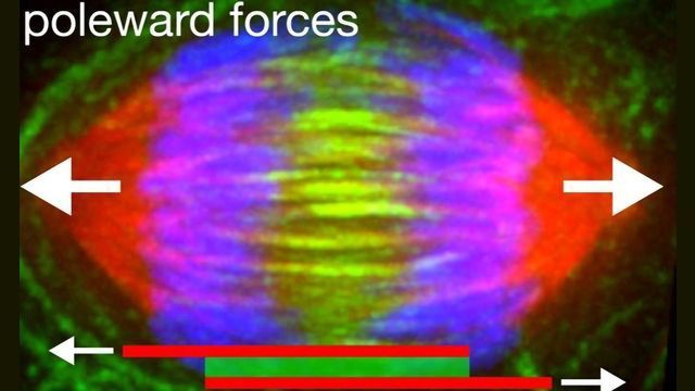 PRC1 Plays a Role in Genetic Errors and Cancer content piece image 