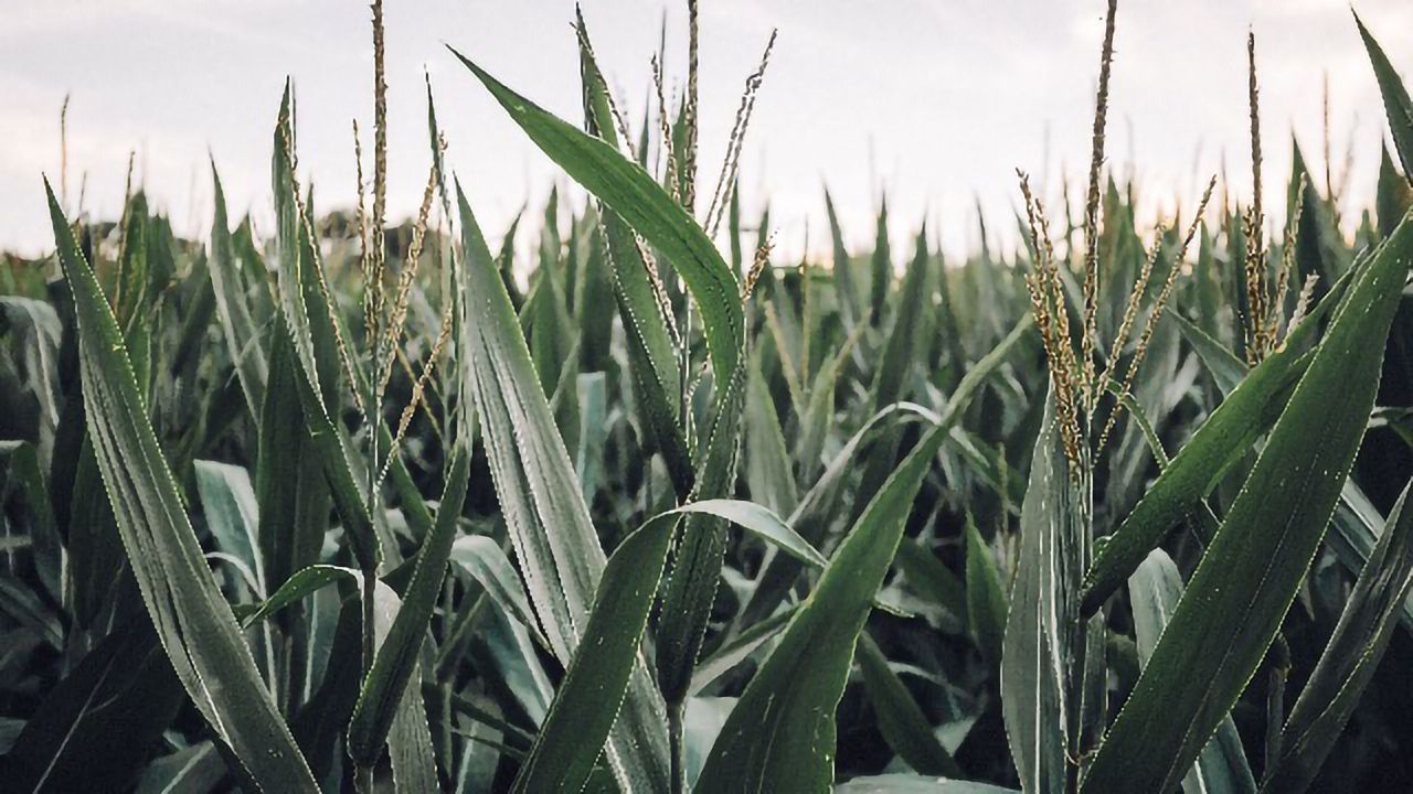 Mapping Out the Non-coding, Functional Genome in Maize