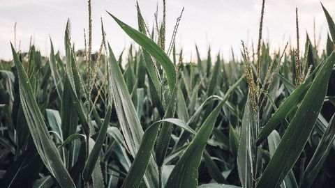Mapping Out the Non-coding, Functional Genome in Maize