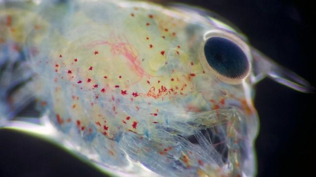 Lobster Larvae Harmed by Microplastics at All Stages of Life content piece image 