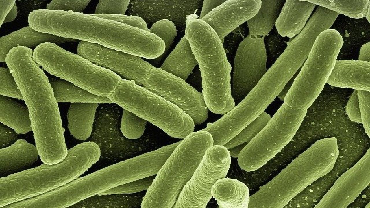 Using E. coli To Fight E.coli