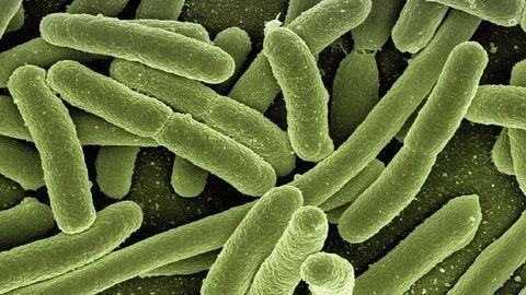 Using E. coli To Fight E.coli
