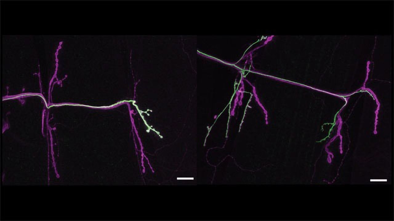 How Motor Neurons Show Off Their Signature "Styles" of Stimulation