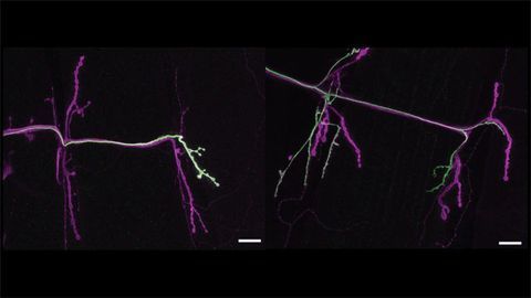How Motor Neurons Show Off Their Signature "Styles" of Stimulation