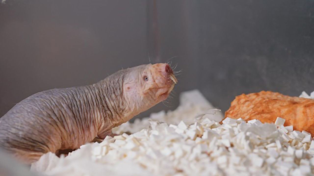 What Can the Naked Mole-rat Teach Us About Cancer?
