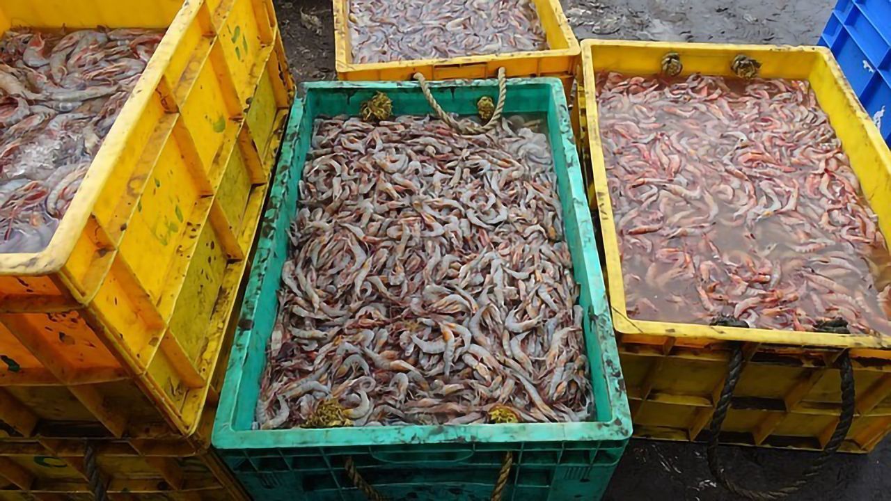 Valuable Nutrients Fished Out of Shrimp Processing Water