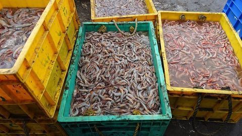 Valuable Nutrients Fished Out of Shrimp Processing Water
