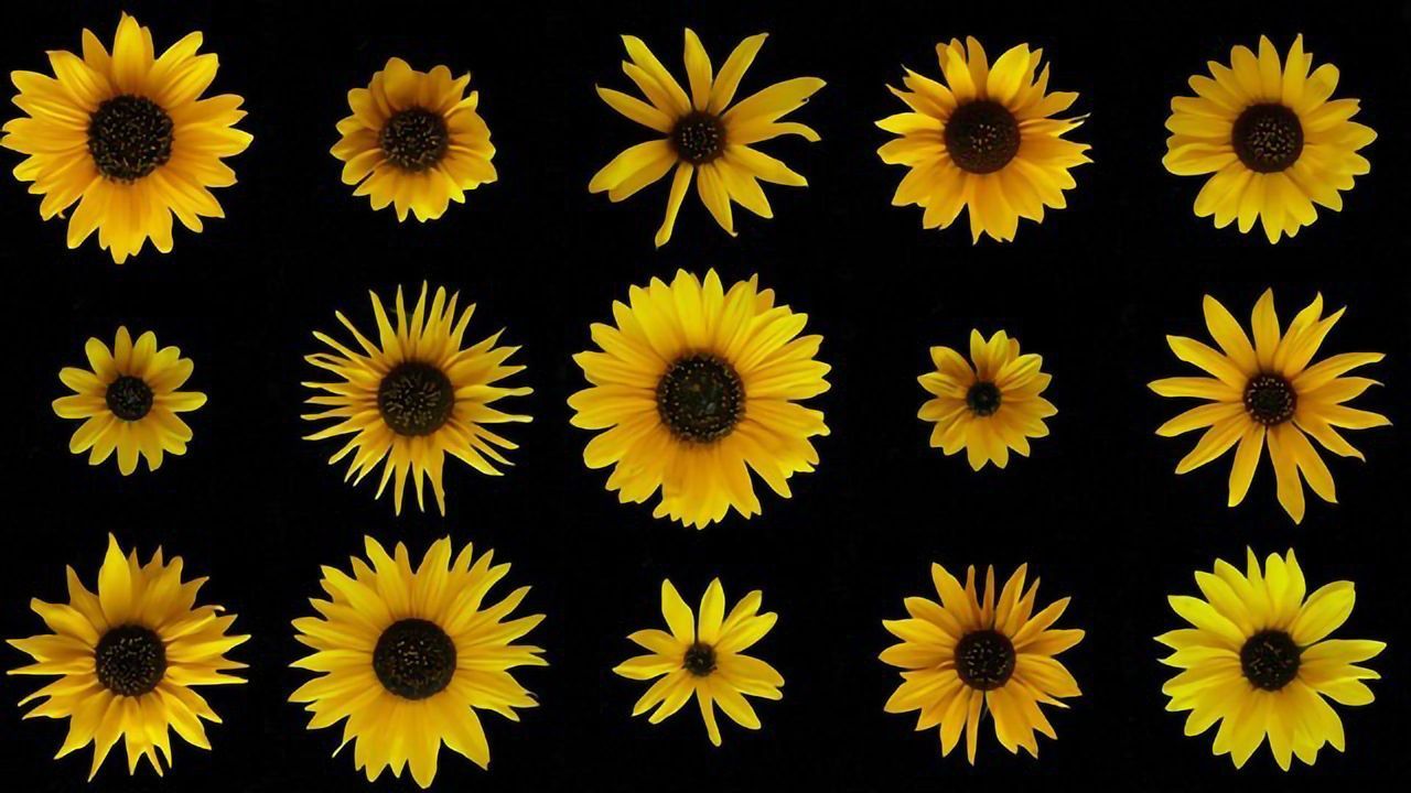 Sunflowers, “Supergenes” and Evolution