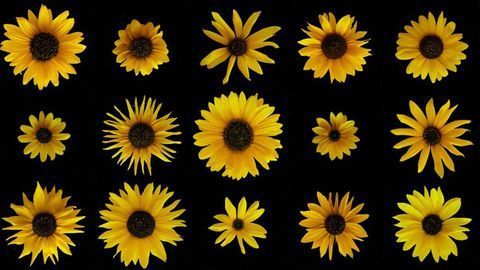 Sunflowers, “Supergenes” and Evolution
