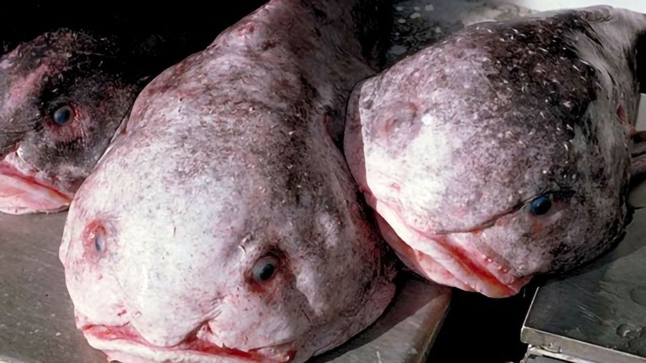 Blobfish Aren’t Actually the Ugliest Animals