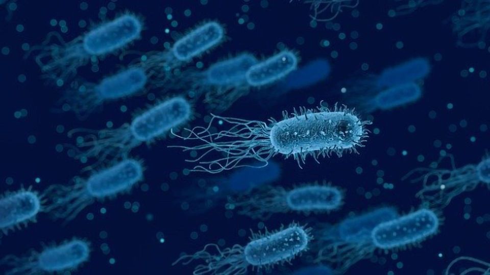 Broader Immune Repertoire for Neonates Exposed to Commensal Bacteria Antigens content piece image