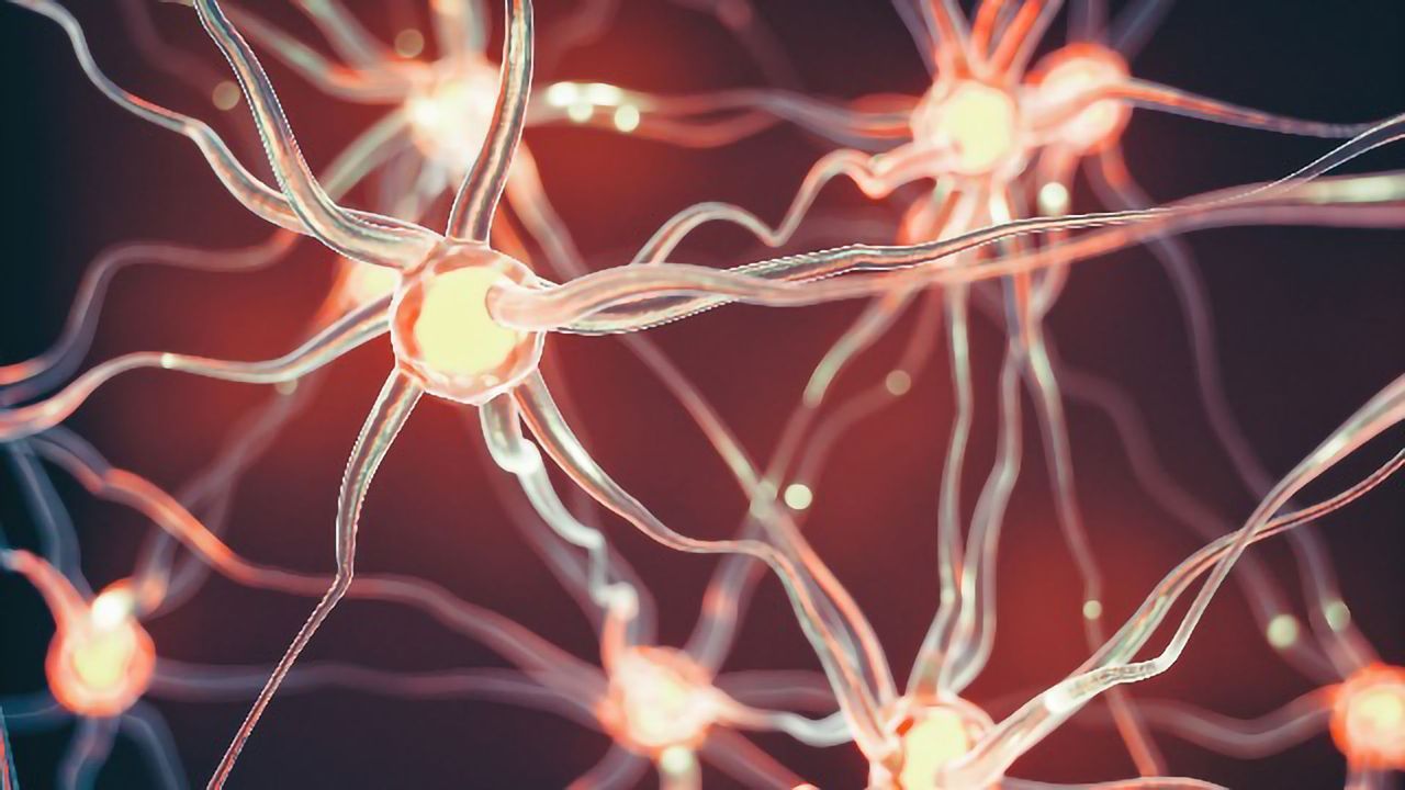 Microglia Devour Neuronal Sheaths To Prune the Developing Brain