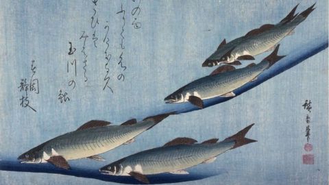 Fishing for a Theory of Emergent Behavior