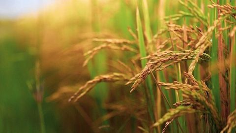 Targeting the Daily Magnesium “Rhythm” Could Increase Crop Yield
