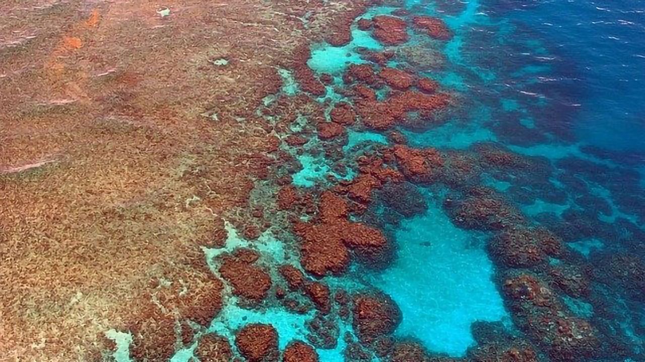 Pesticide Mixtures an Underestimated Problem at the Great Barrier Reef