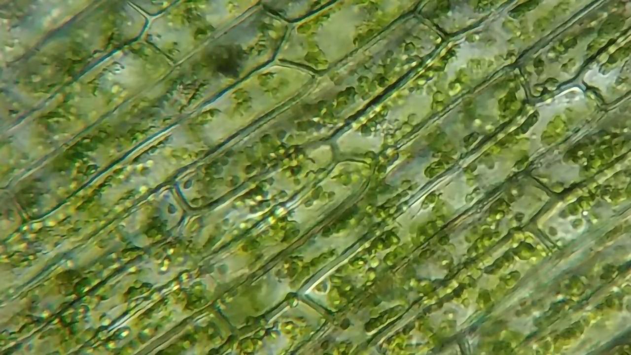 The Colorful History of Plastid Evolution