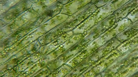 The Colorful History of Plastid Evolution
