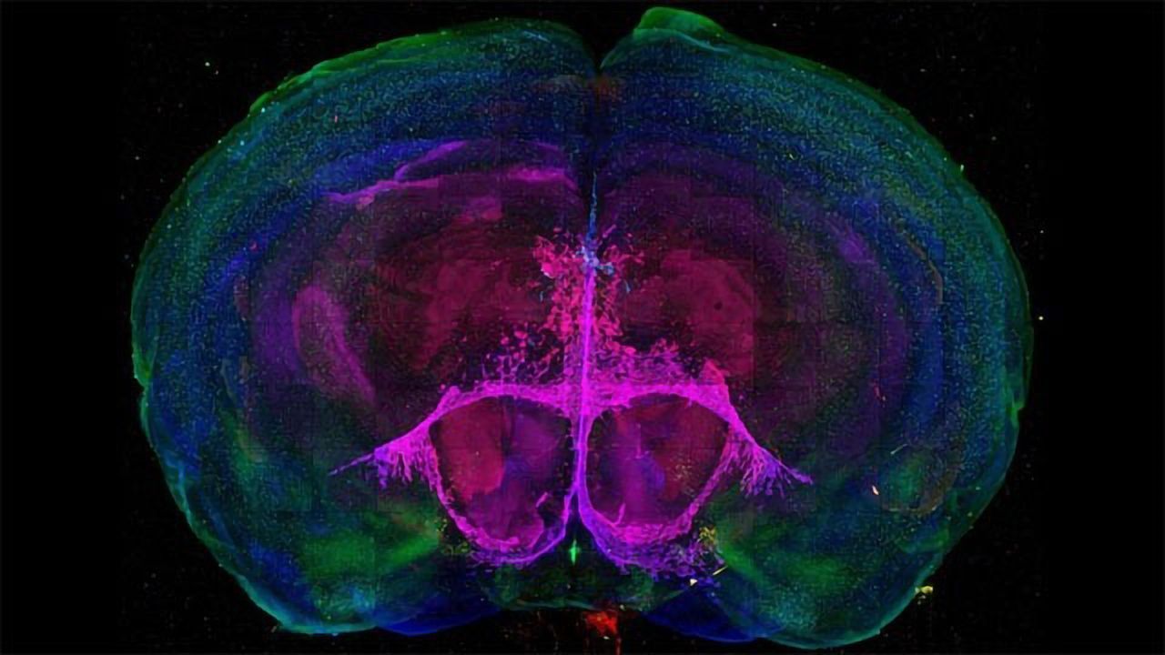 "Love Hormone" Receptor Map Tracks Brain Development