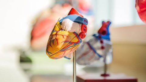 Collagen V Regulates Cardiac Scar Tissue Size