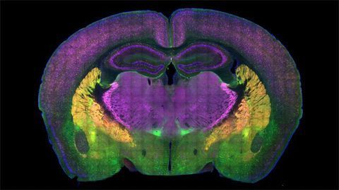 The Social Brain The Social Brain